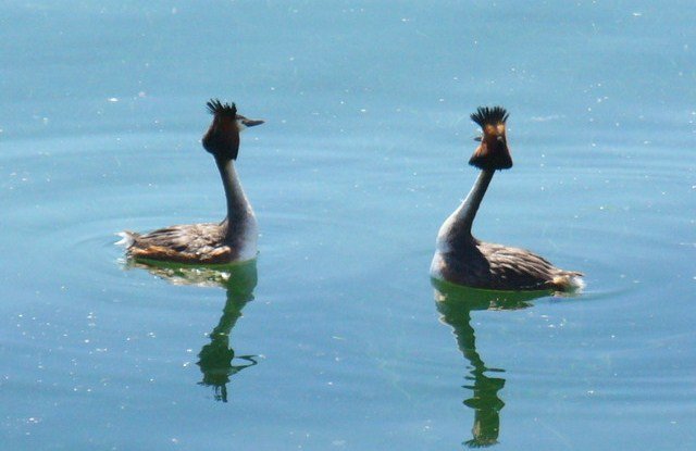 Perkoz dwuczuby, lac du Der
