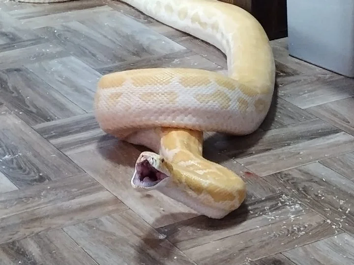 Santito