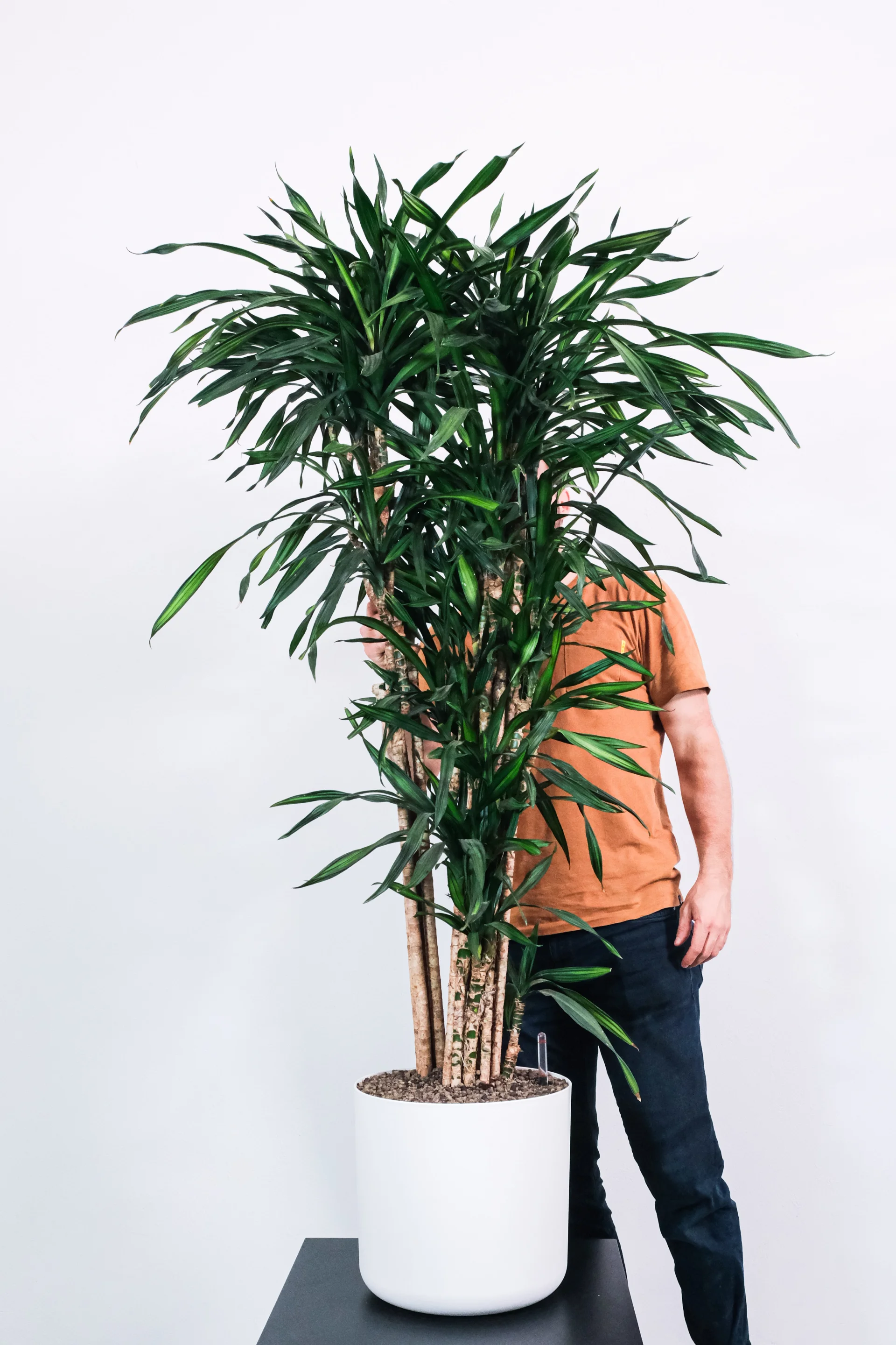 Dracena