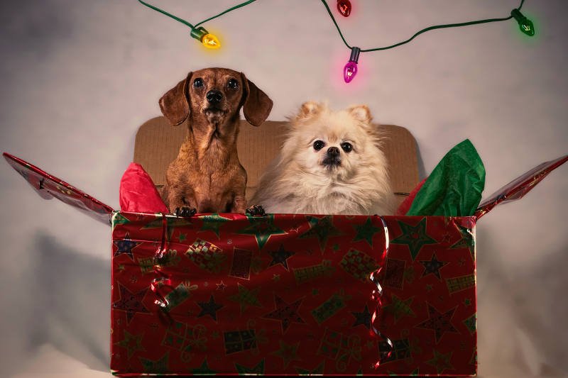 Piesek w prezencie? Lepiej dwa razy się zastanów zanim go komuś podarujesz. Chyba, że to podarunek dla twojego dziecka i ciebie samego
