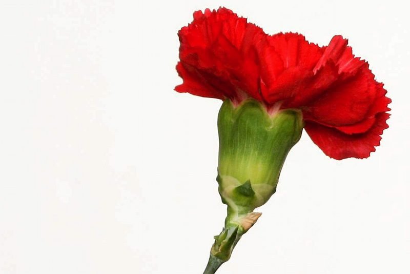 Kobiety w Pyrzyckim ratuszu zamiast goździków dostały seksistowskie dyplomy