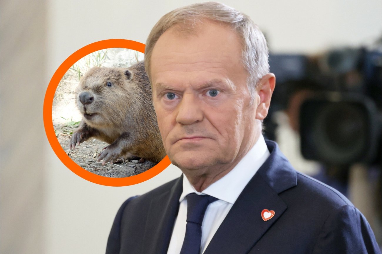 Przyrodnik z Niemiec tłumaczy Tuskowi, jak radzić sobie w humanitarny sposób z bobrami Przyrodnik z Niemiec tłumaczy Tuskowi, jak radzić sobie w humanitarny sposób z bobrami