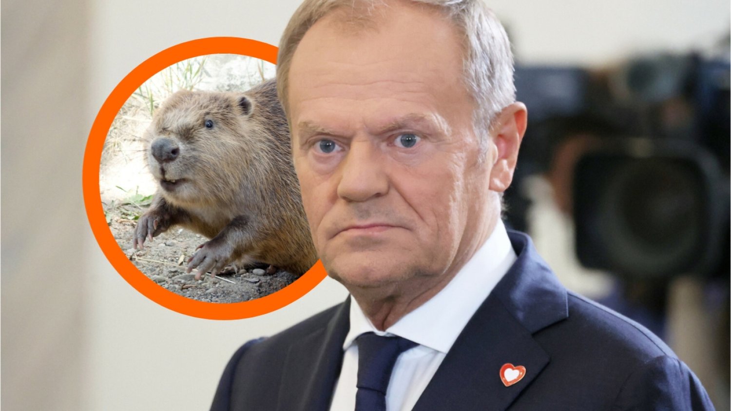 Przyrodnik z Niemiec tłumaczy Tuskowi, jak radzić sobie w humanitarny sposób z bobrami