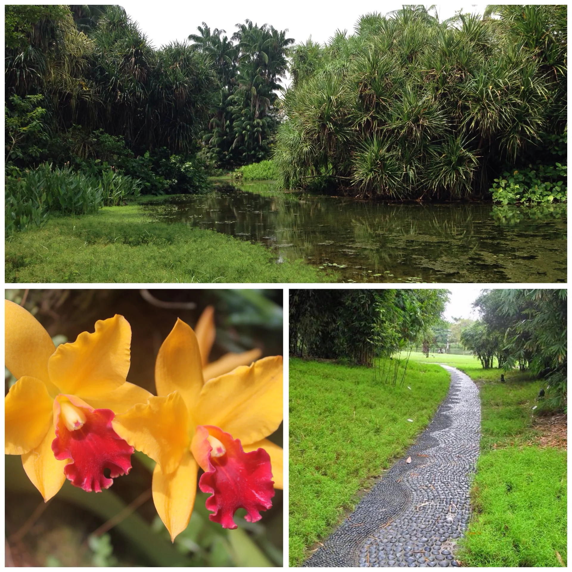 Różnorodne zakątki w Ogrodzie Botanicznym i przepiękne orchidee. Singapur.