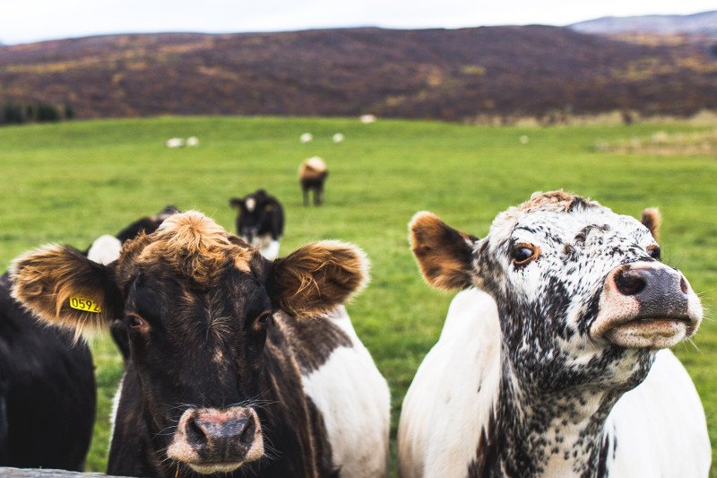 Międzynarodowa organizacja ProVeg prowadzi kampanię "Zmieniaj dietę, nie klimat", aby pokazać, jak masowa hodowla zwierząt wpływa na środowisko. Zbiera właśnie podpisy pod petycją na rzecz wprowadzenia tego tematu do porządku obrad konferencji COP24
