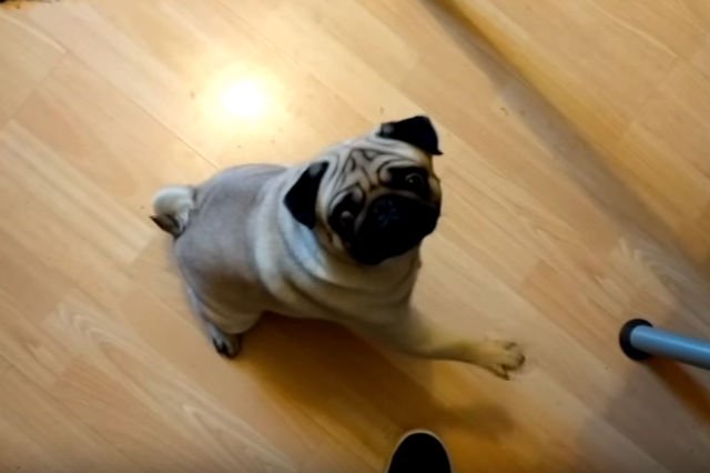 Za naukę psa hitlerowskiego pozdrowienia Szkot został aresztowany i stracił pracę.