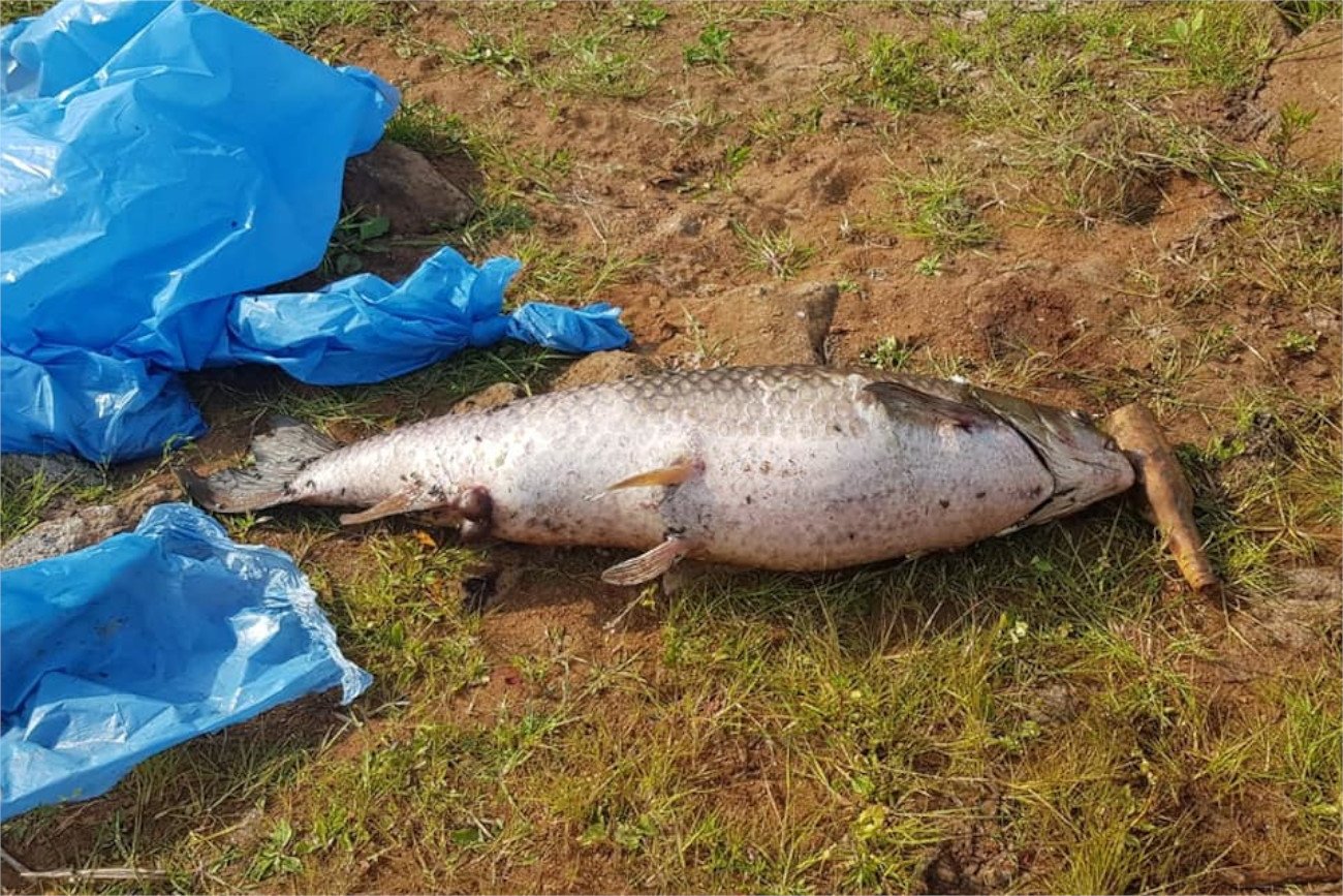 Badania ekspertów wskazały obecność w Odrze "złotych alg"