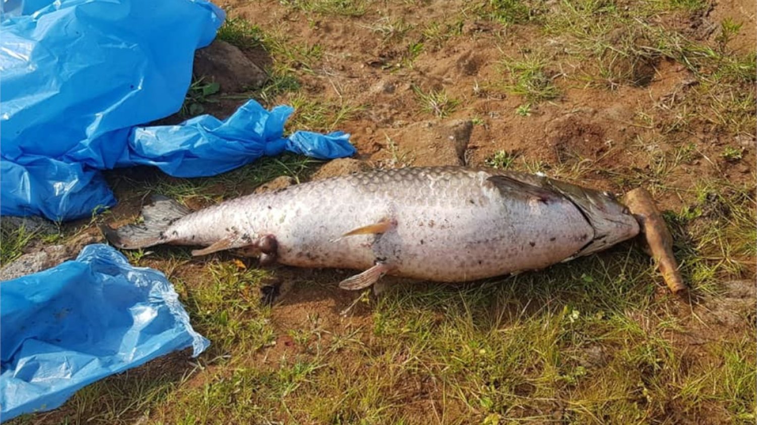 Badania ekspertów wskazały obecność w Odrze "złotych alg"
