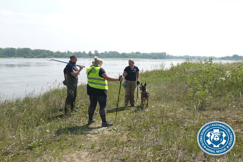 Do akcji poszukiwawczej pytona tygrysiego włączyła się OSP Mosina z psem tropiącym.