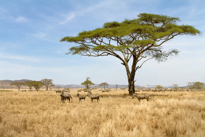 Za sprawą bezcennych parków narodowych Tanzania to mekka dla miłośników safari