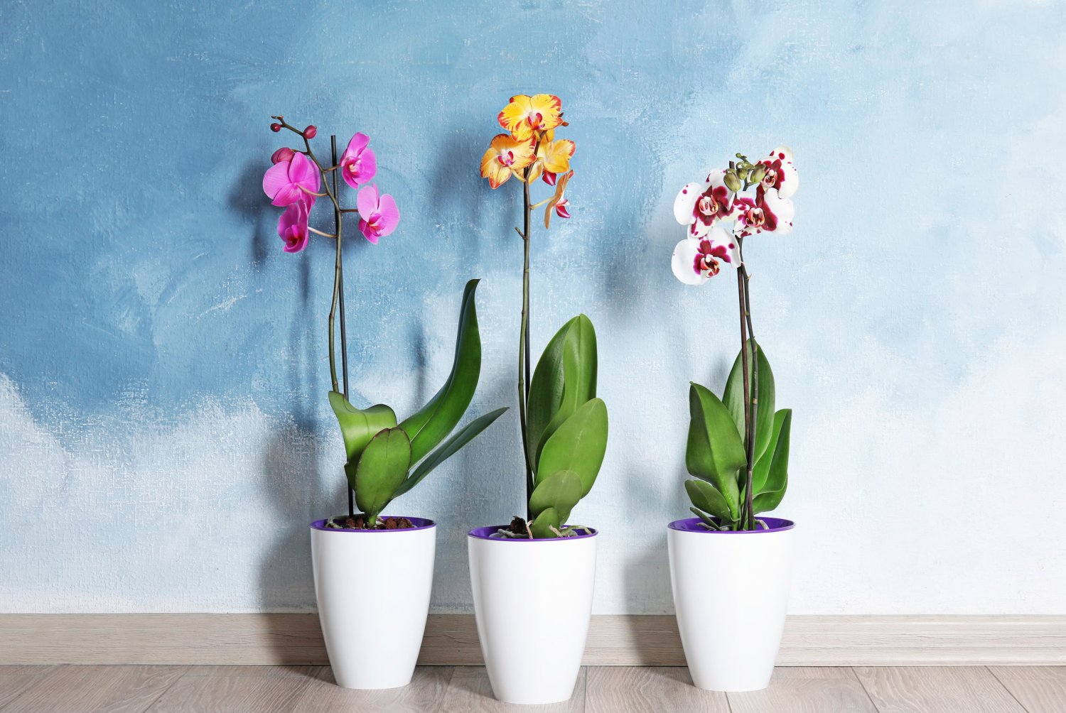 Przesadzanie storczyków