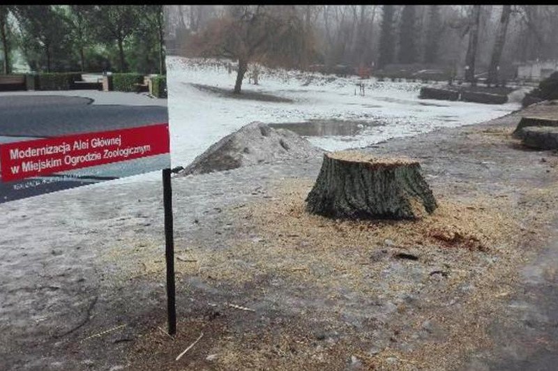 Główna aleja warszawskiego ZOO bez starych topoli wygląda "łyso"