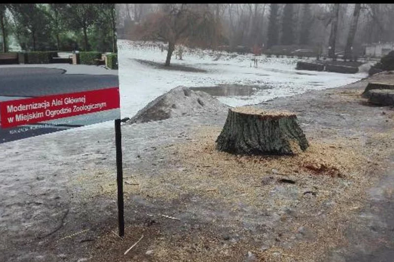 Główna aleja warszawskiego ZOO bez starych topoli wygląda "łyso"