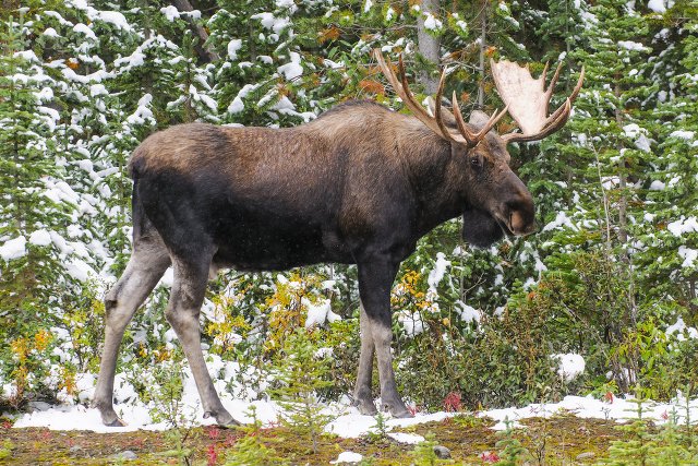 Norweski myśliwy zabił dwa łosie jednym strzałem. Dopiero potem zorientował się, że... zwierzęta były za siatką w zoo