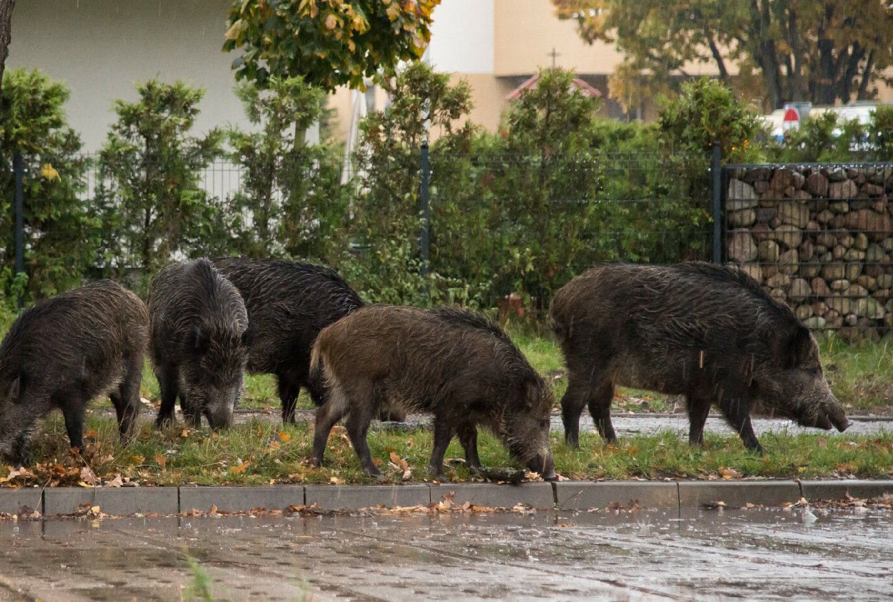 Gdynia. Kobieta walczy o życie po ataku dzika. "Tu było pełno krwi".