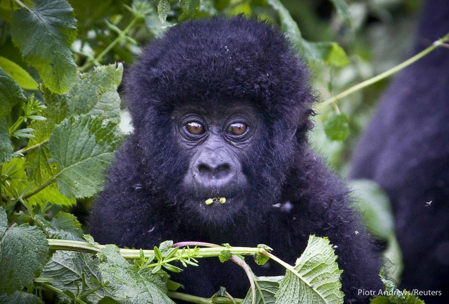 Małe gorylątko w trakcie przekąski.
