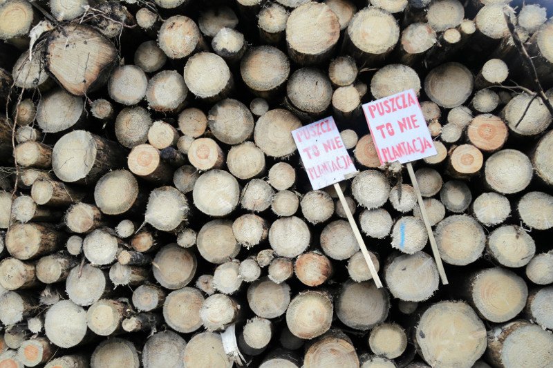Rzecznik Generalny Europejskiego Trybunału Sprawiedliwości wydał opinię, według której wycinka drzew w Puszczy Białowieskiej była nielegalna.