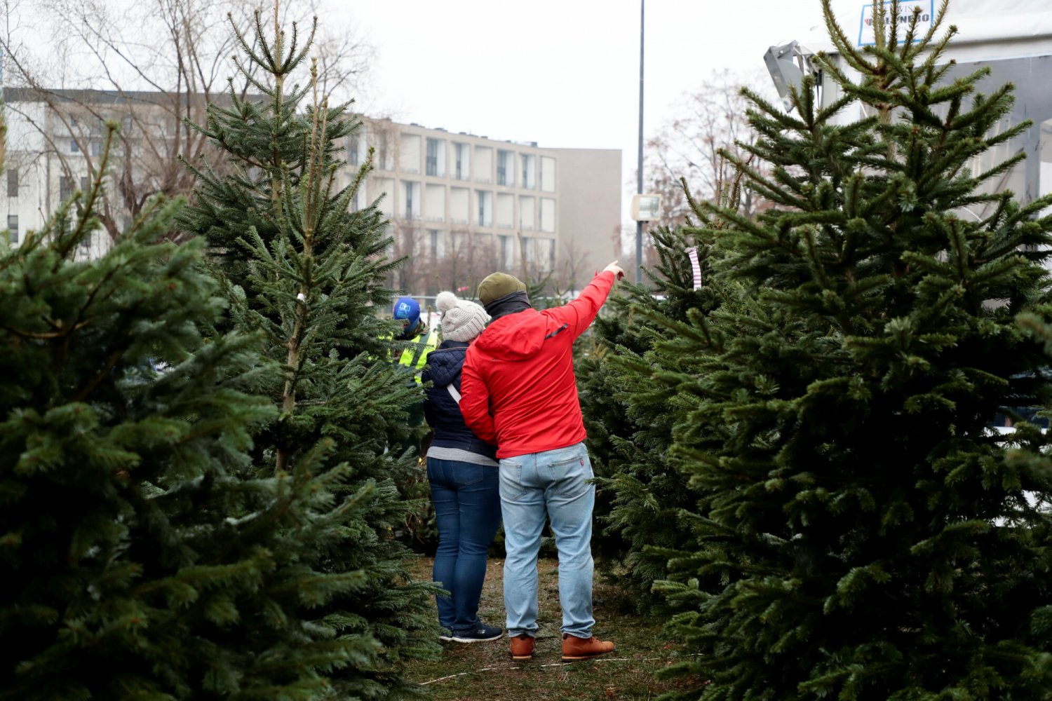 Podpowiadamy, jaką choinkę wybrać, by trzymała się jak najdłużej?
