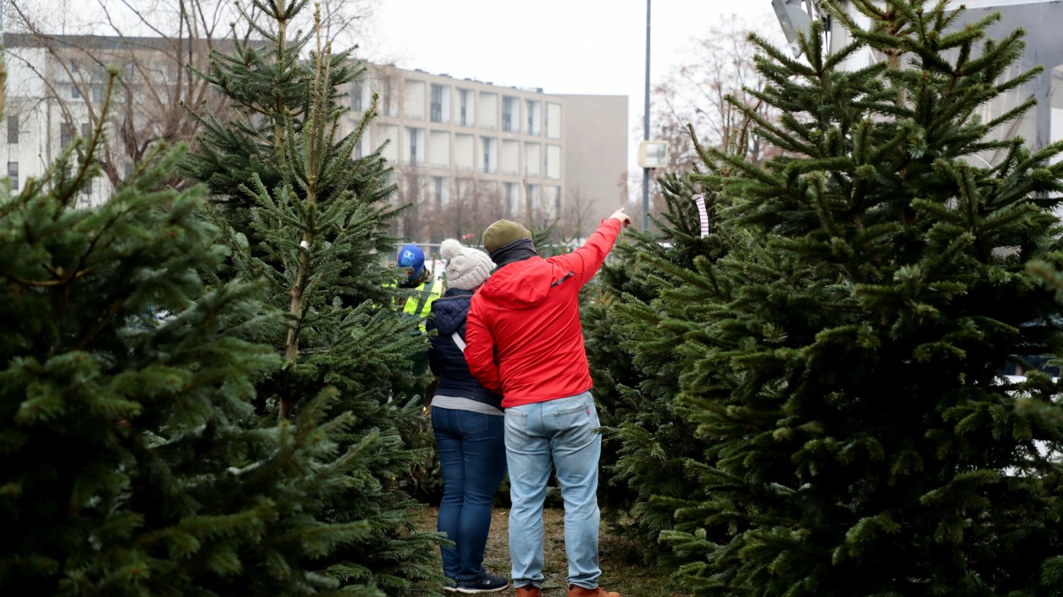 Podpowiadamy, jaką choinkę wybrać, by trzymała się jak najdłużej?