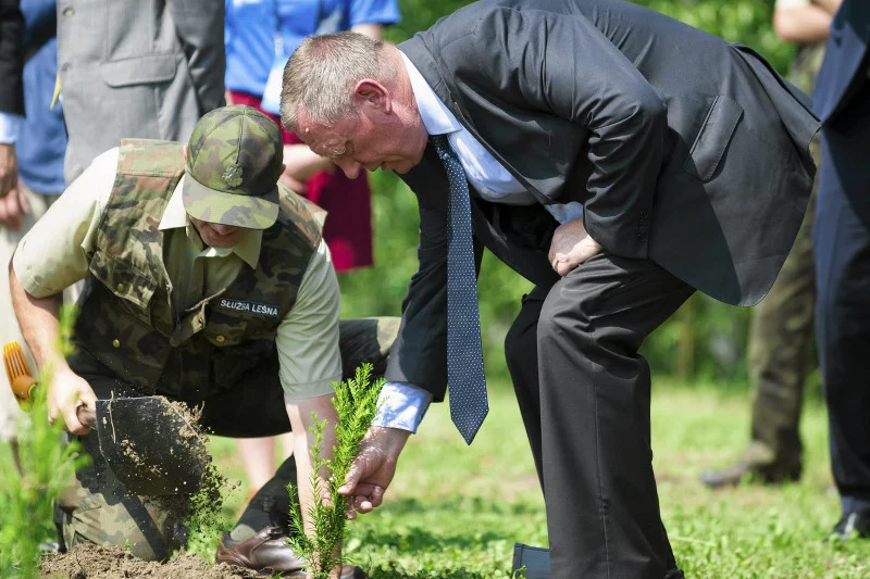 Nowe sadzonki nie zastąpią starych drzew, które spełniają w ekosystemie bardzo ważne  funkcje
