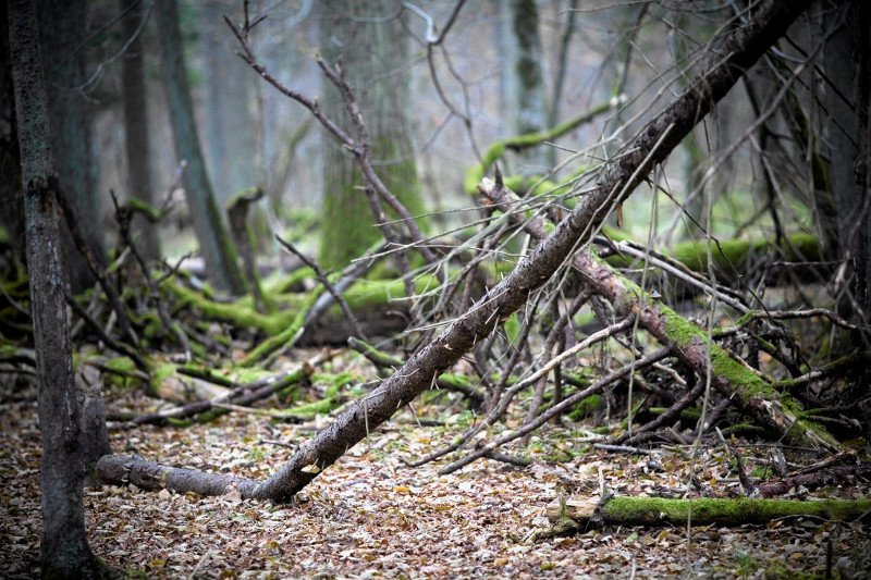 Puszcza białowieska, rezerwat ścisły.