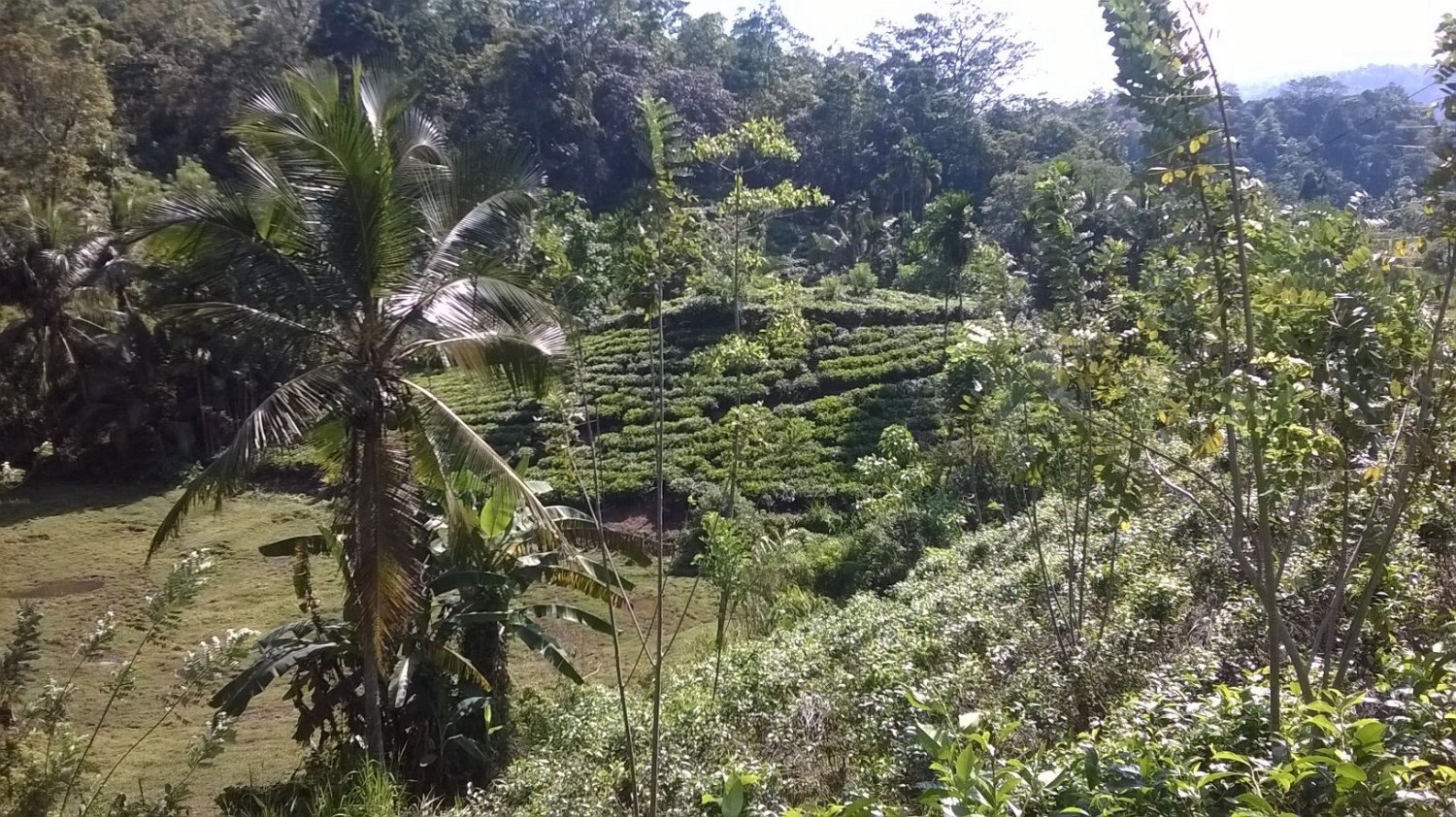 Sri Lanka, wzgórza herbaciane w okolicach Deniyaya.