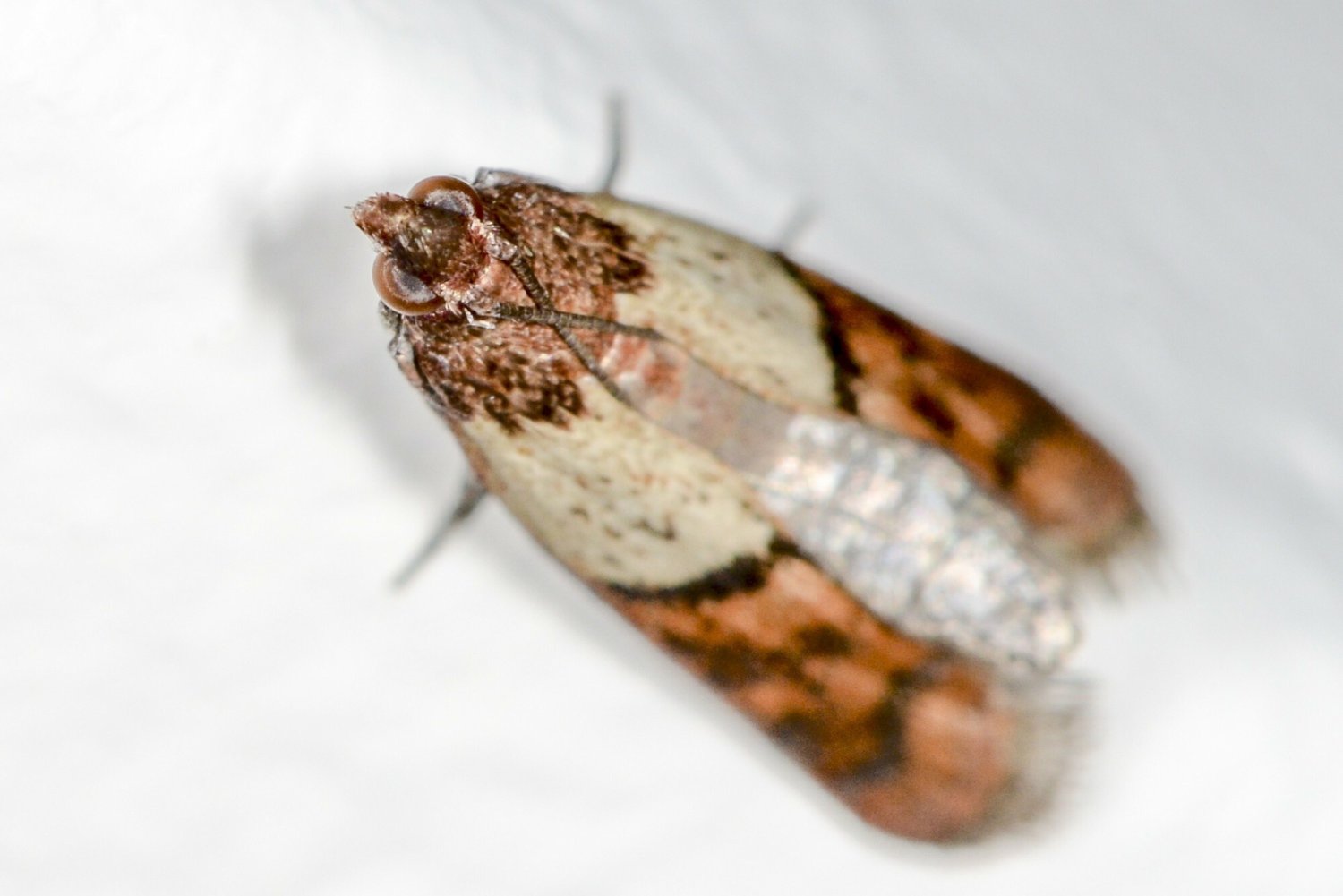 Jak pozbyć się moli spożywczych w kuchni, aby nie niszczyły zapasów?