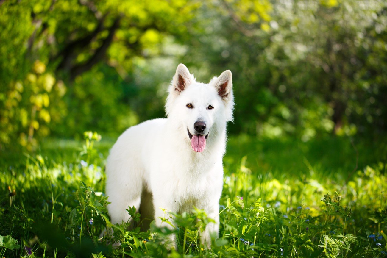 Owczarek szwajcarski, niemiecki czy samojed? Rozwiąż nasz quiz i dowiedz się, jaka to rasa!