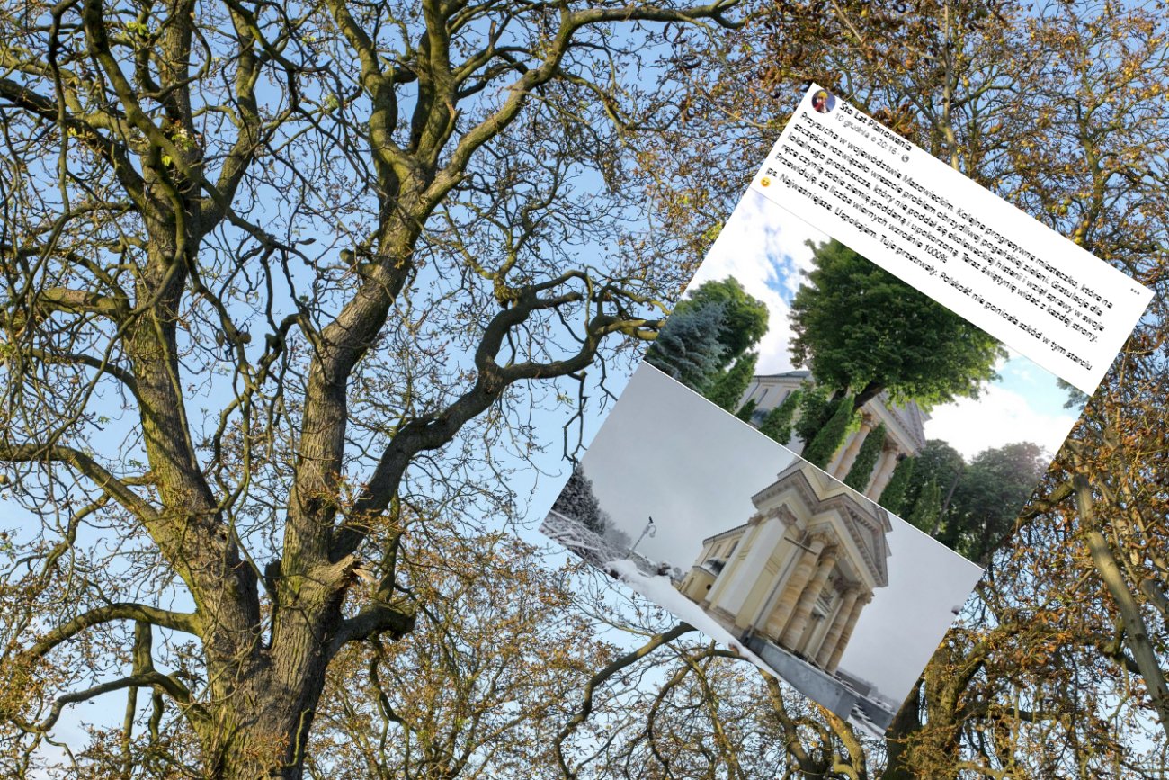 W Przysusze proboszcz wyciął 150-letnie kasztanowce