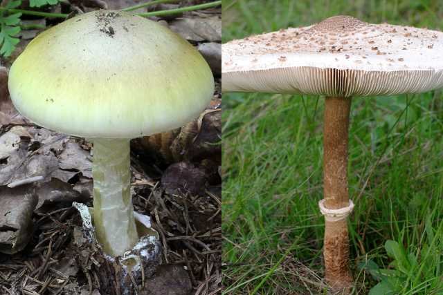 Muchomor sromotnikowy i czubajka kania. Jak można pomylić te dwa grzyby?