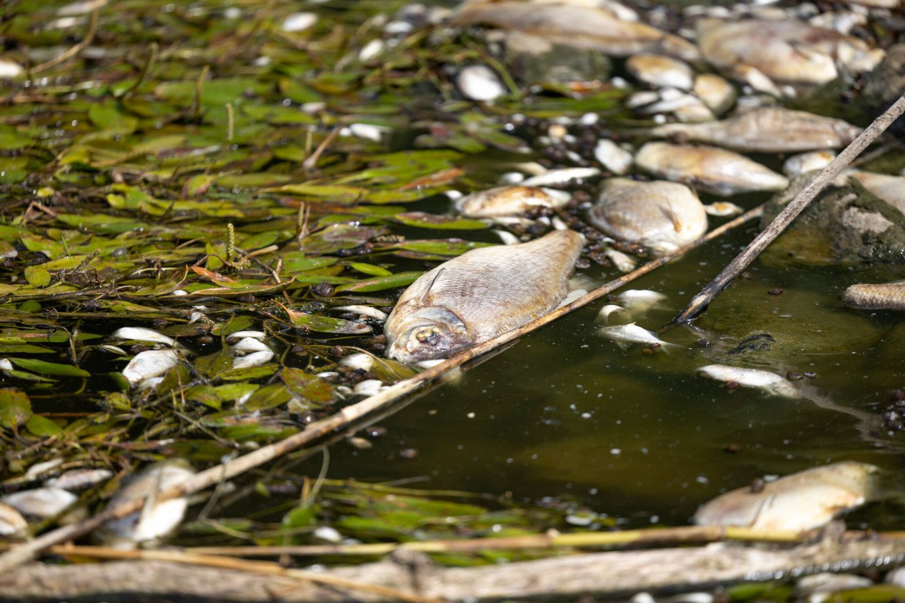 Pozwoleń na zrzuty do Odry miało być więcej, niż twierdzono.