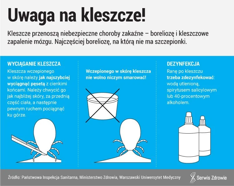 Jak usunąć kleszcza? Zasady pierwszej pomocy Usuwanie kleszcza. Pierwsza pomoc
