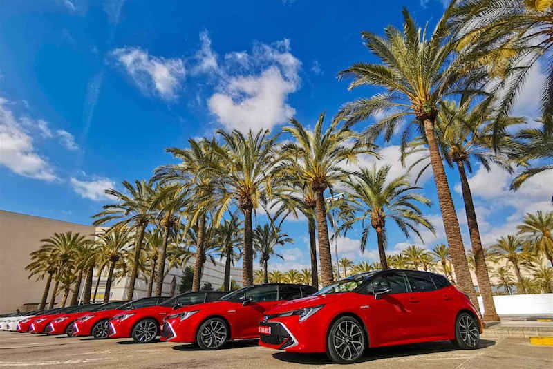 Czy w mieście Palma de Mallorka jest dużo palm? Tak