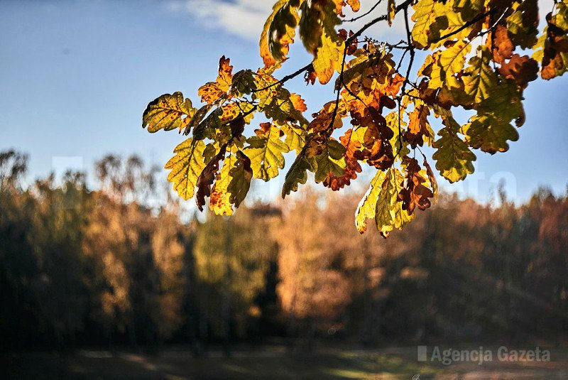 IMGW opublikowało długoterminową prognozę na wrzesień.