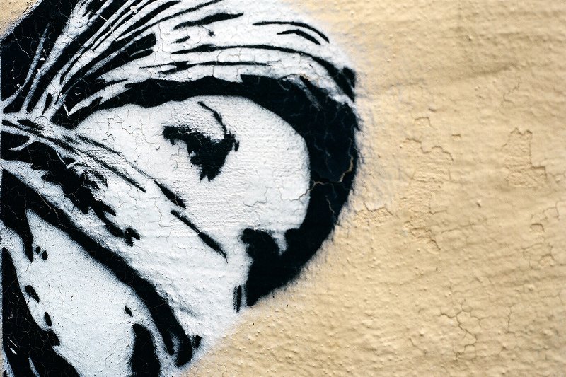 Kobiety stają się terrorystkami z różnych powodów.