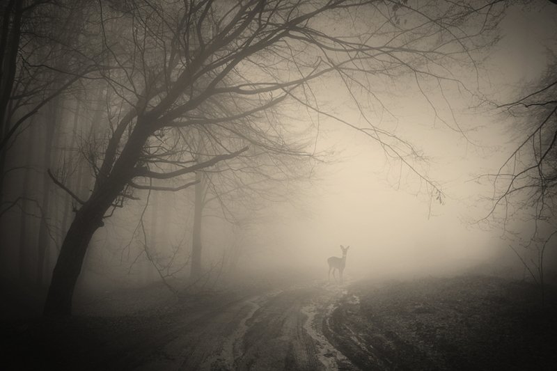 Dlaczego mgła wciąż wzbudza w nas fascynację, lęk i niepokój?