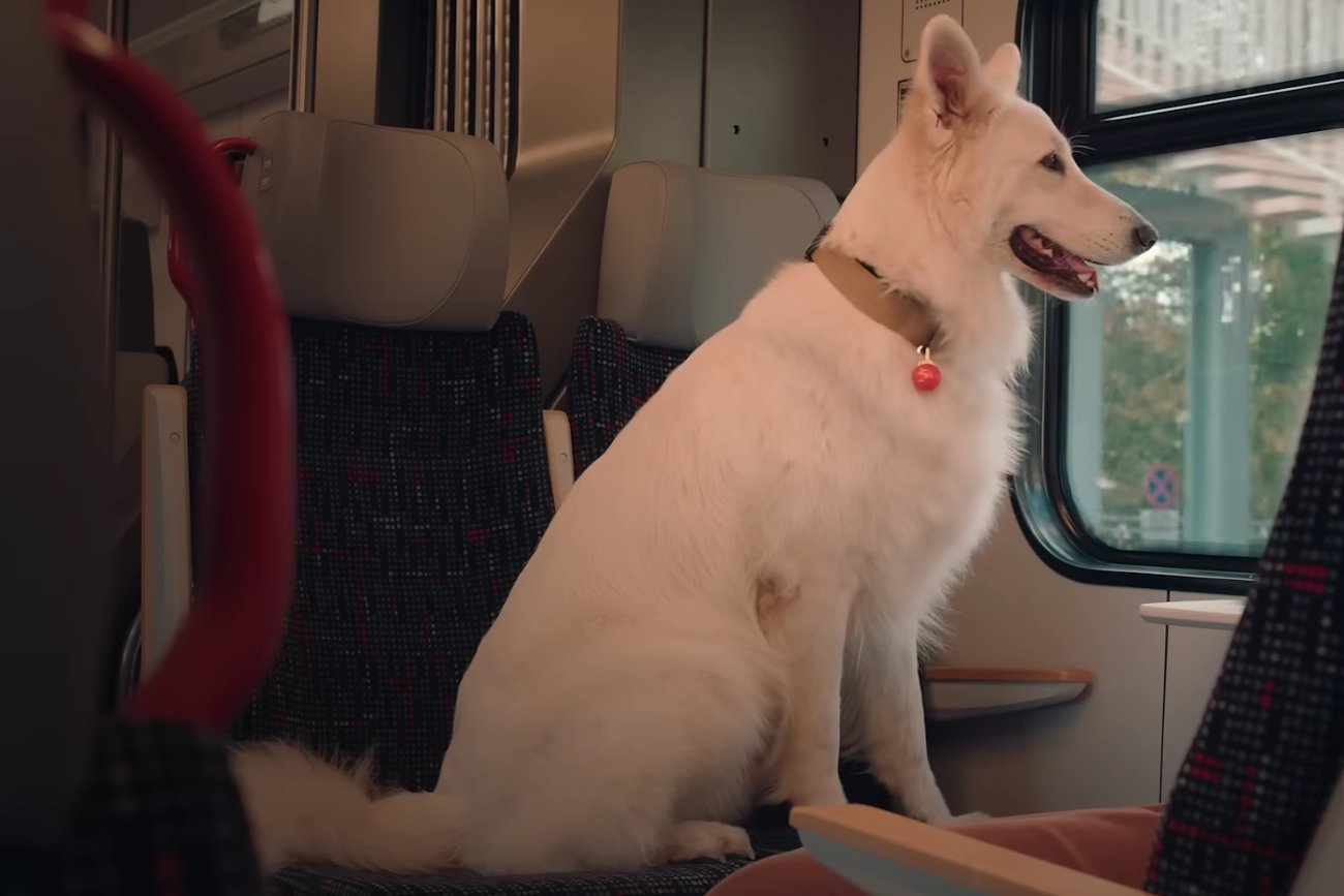 Pojawił się zwiastun filmu "O psie, który jeździł koleją 2".