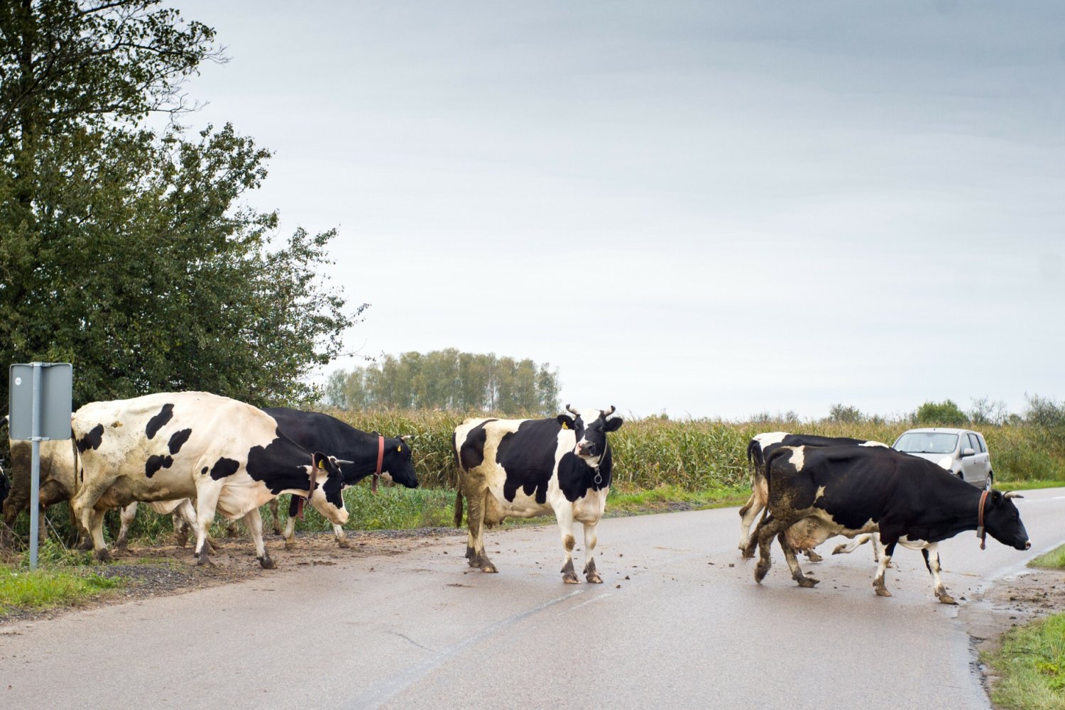 Mieszczuch na wakacjach na wsi. Rolniczka: "Oni to by chyba chcieli, żeby krowa w pampersie szła".
