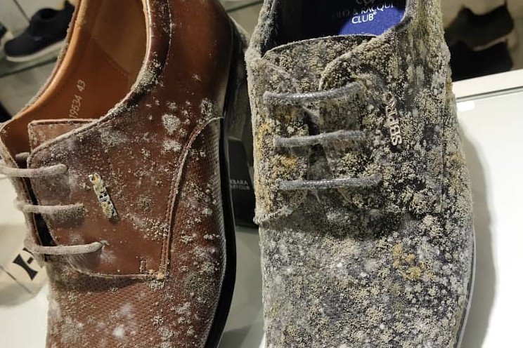 Nex Nezeum z Malezji otworzył swój sklep po 2 miesiącach. Cały jego towar pokryła pleśń.