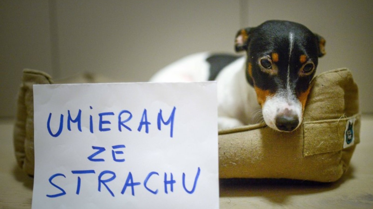 Psy w sylwestra umierają ze strachu