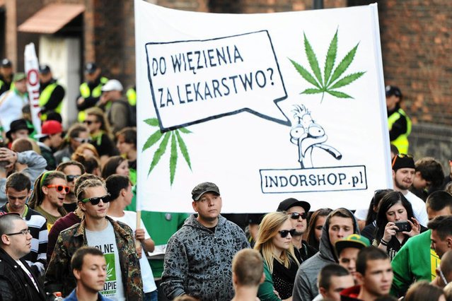 Kukiz'15 chce legalnej marihuany.