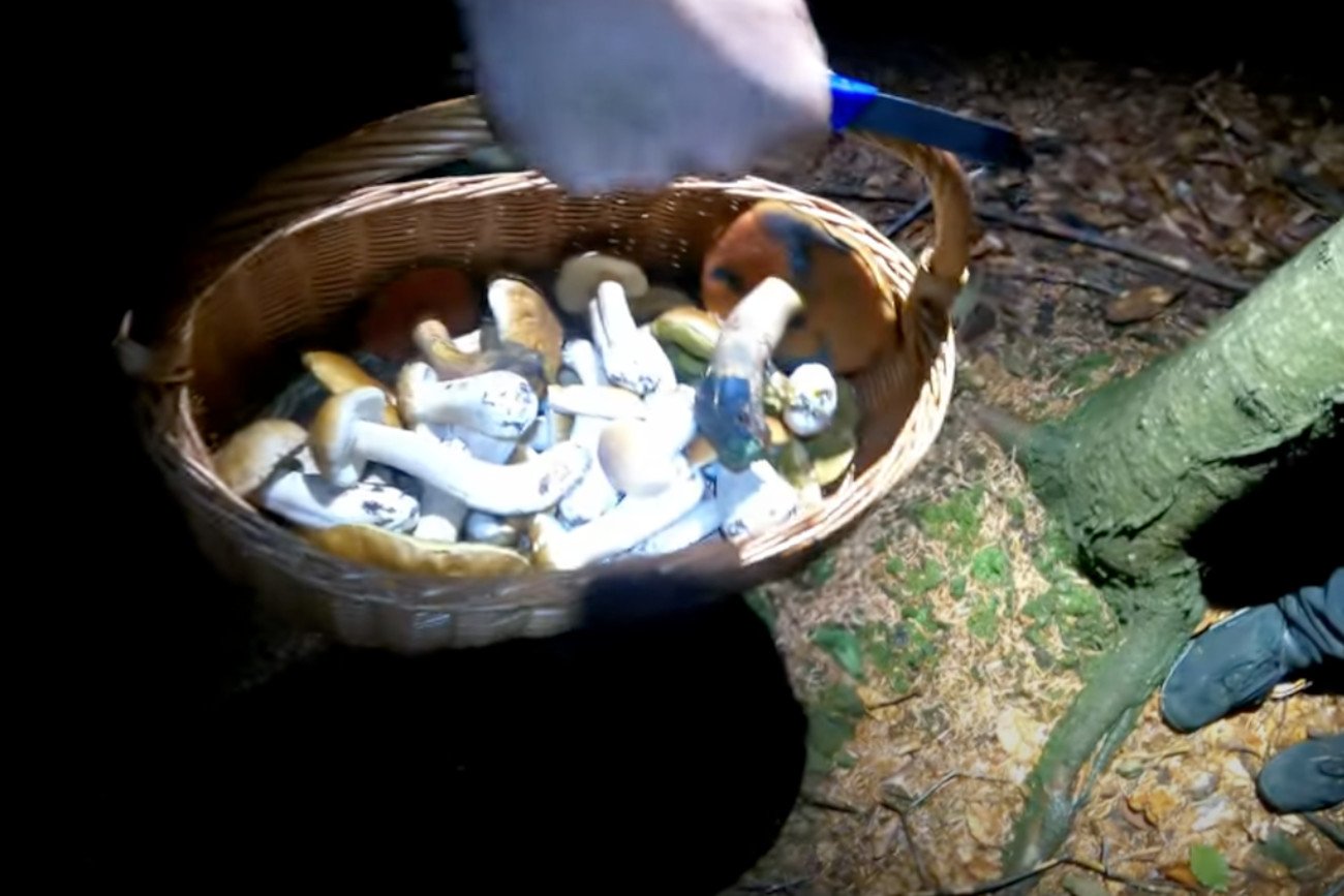 Nocne zbieranie grzybów? Na YouTube znajdziecie parę filmików, jak to wygląda.