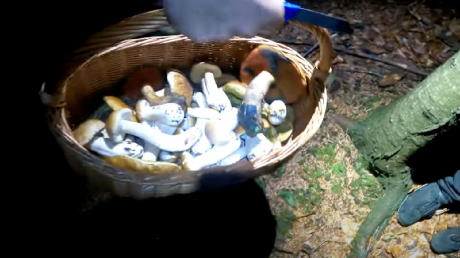 Nocne zbieranie grzybów? Na YouTube znajdziecie parę filmików, jak to wygląda.