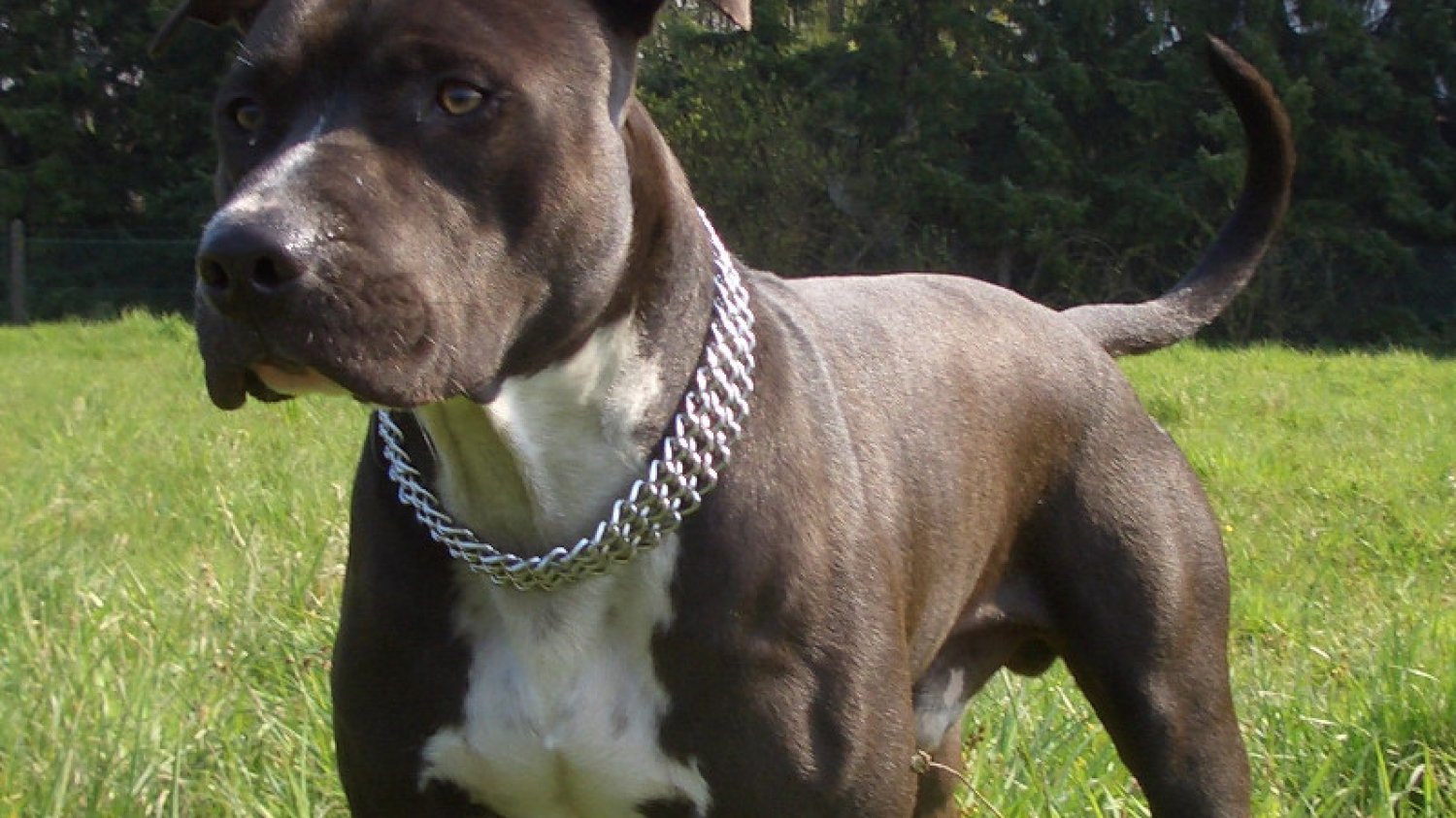 W Przemyślu amstaff pogryzł 12-letniego chłopca. Dziecko zmarło. Co warto wiedzieć o tej rasie?