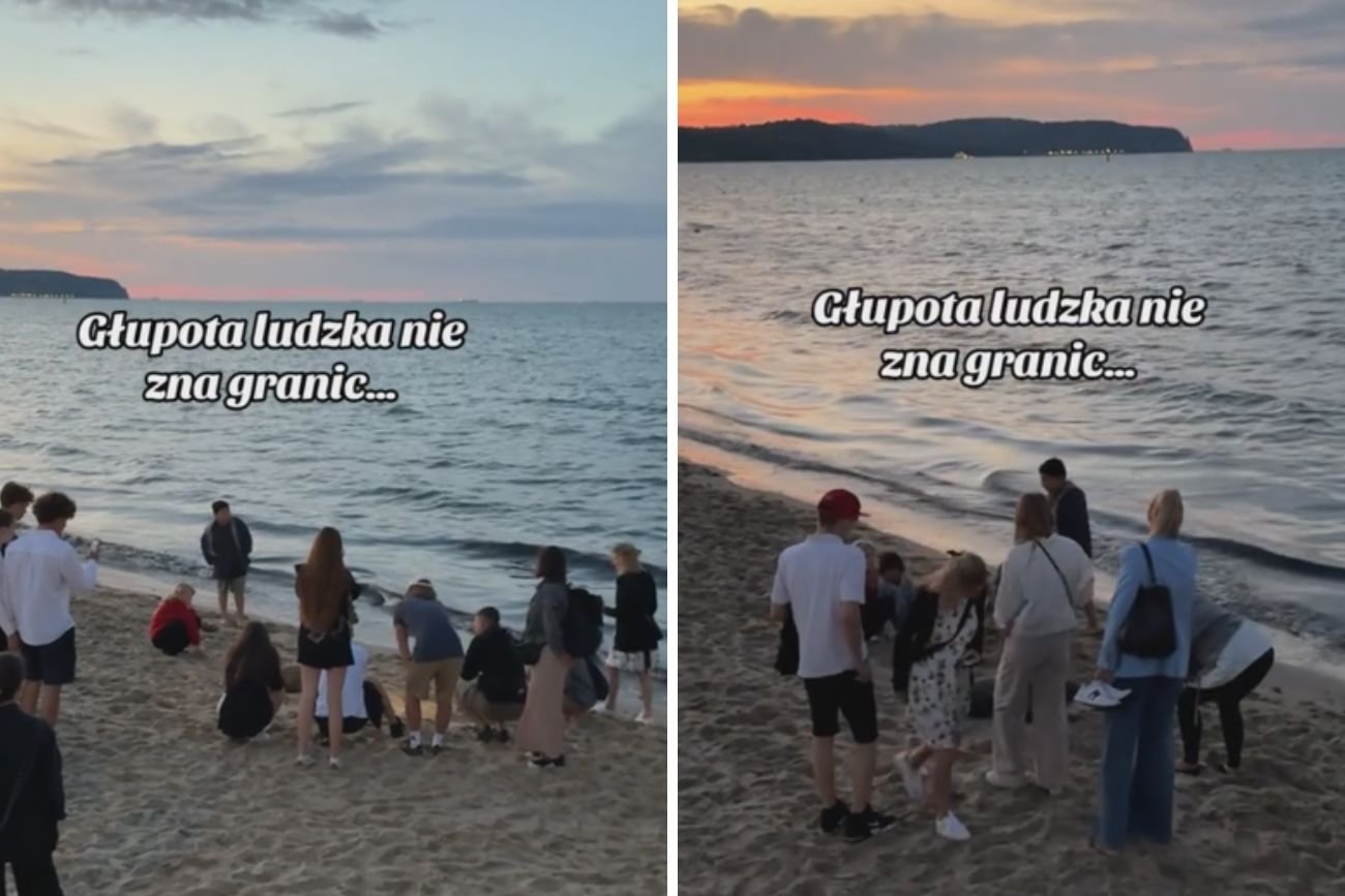 Foka na plaży w Sopocie. Sensacja nad Bałtykiem. Zamieszanie nad Bałtykiem. Foka wyszła na plażę w Sopocie.