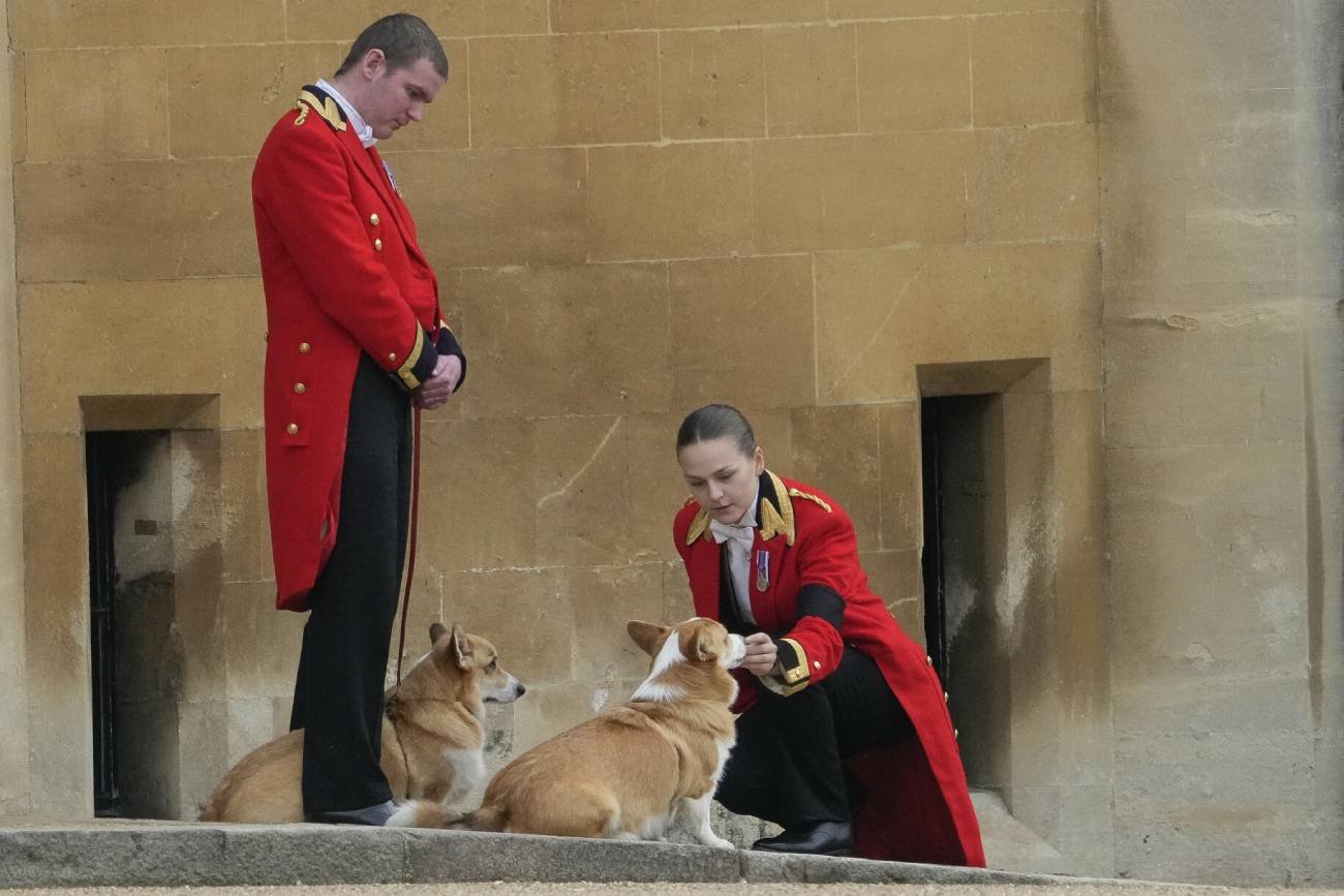 Corgi na pogrzebie królowej. Psy Elżbiety II czekały na trumnę na zamku