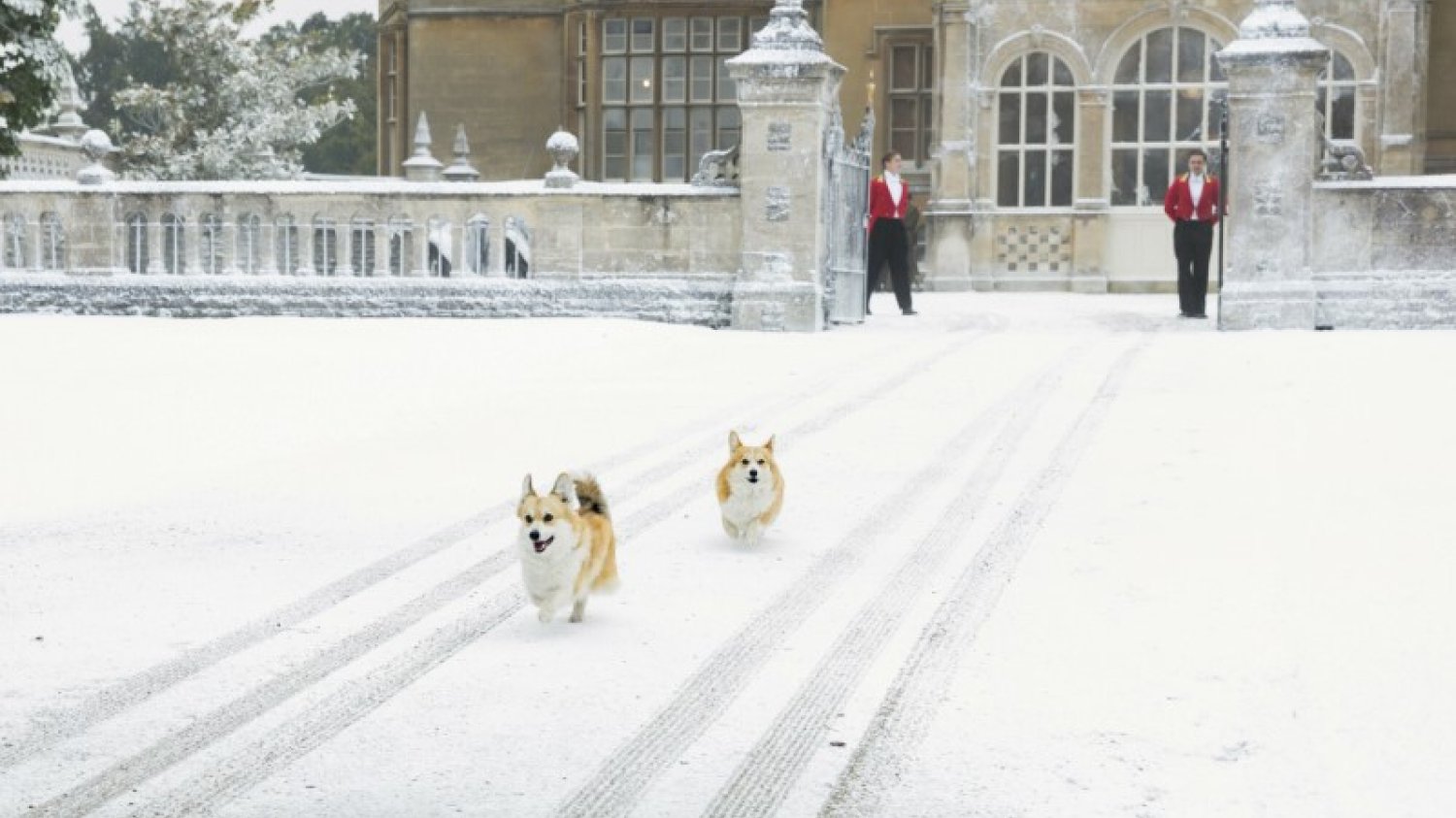 Corgi królowej Elżbiety II