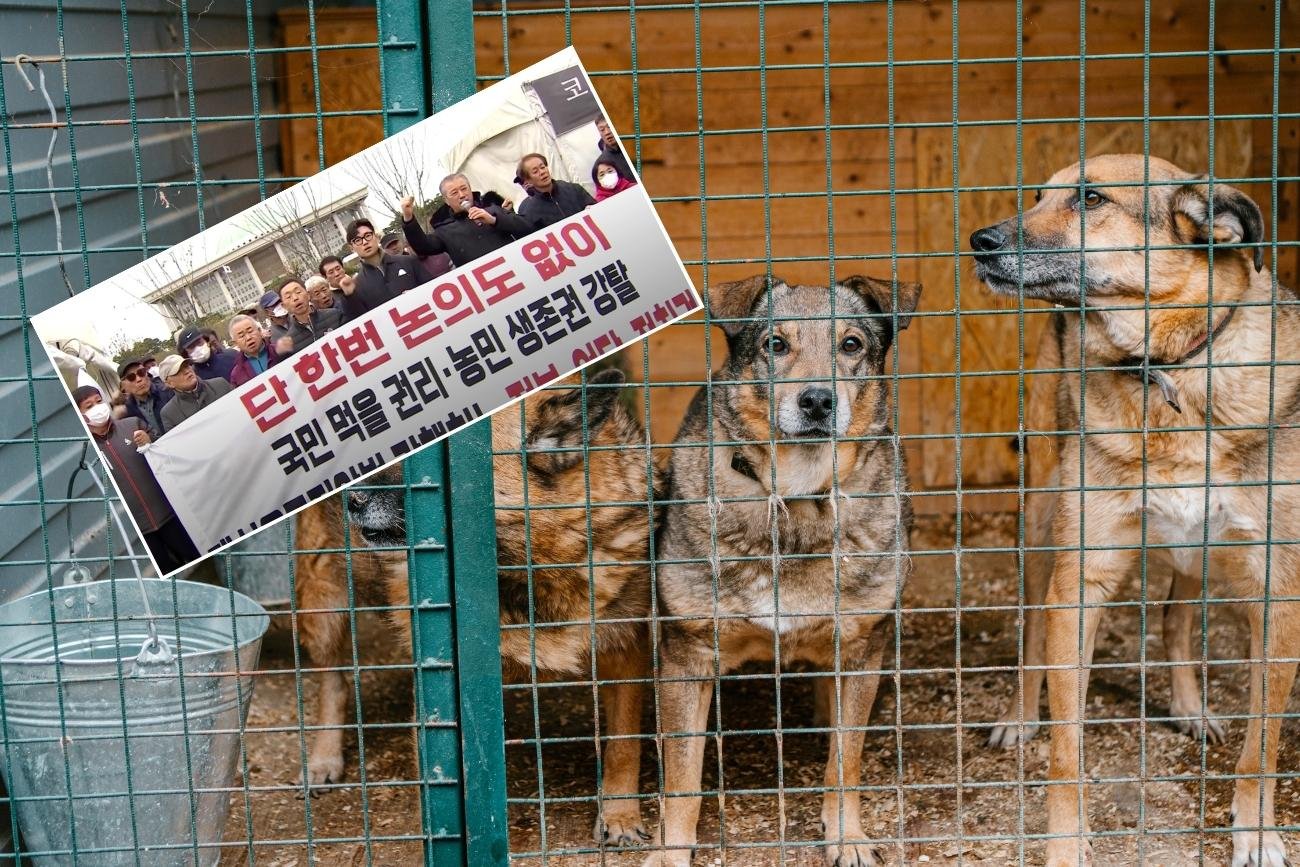 Jedzenie mięsa z psów jest uznawane w Korei za sposób radzenia sobie z upałami