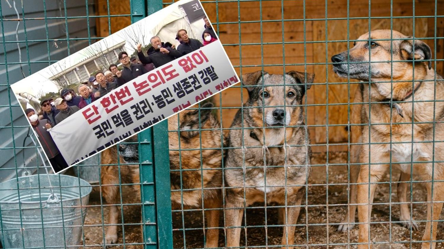 Jedzenie mięsa z psów jest uznawane w Korei za sposób radzenia sobie z upałami