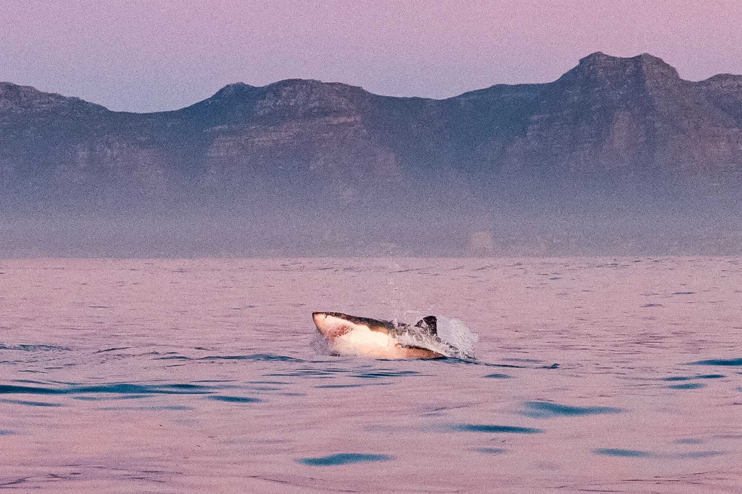 Największą roślinę świata odkryto w Zatoce Rekinów.